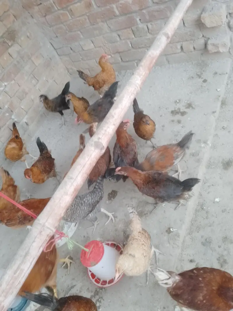 golden misri mix — photo 2
