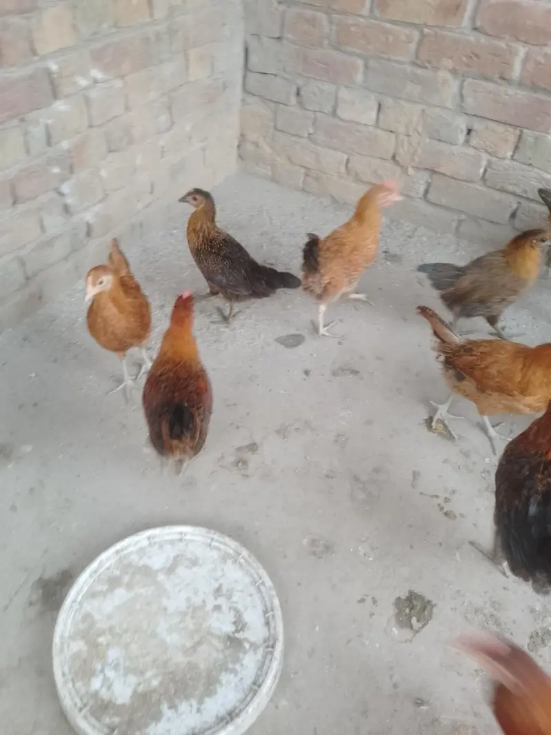 golden misri mix — photo 3