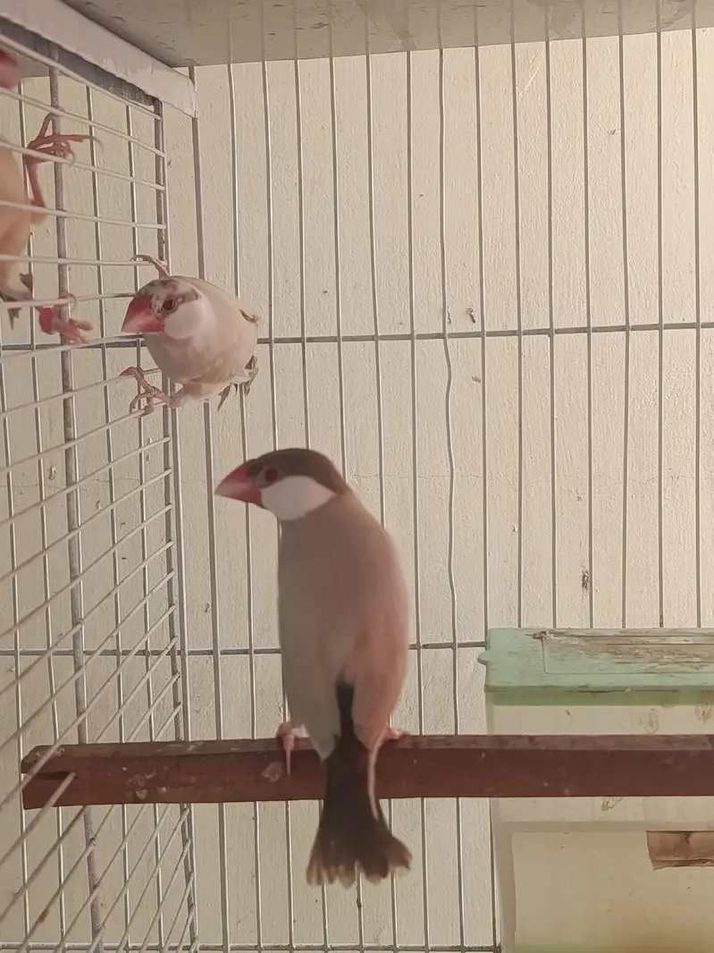 Gouldian / Shaft Tail / Banglese / Normal Finch / Fawn Jawa — photo 3