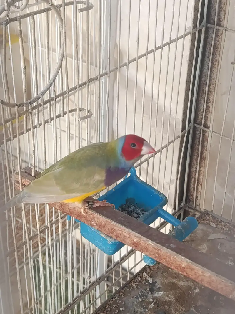 Gouldian / Shaft Tail / Banglese / Normal Finch / Fawn Jawa — photo 9