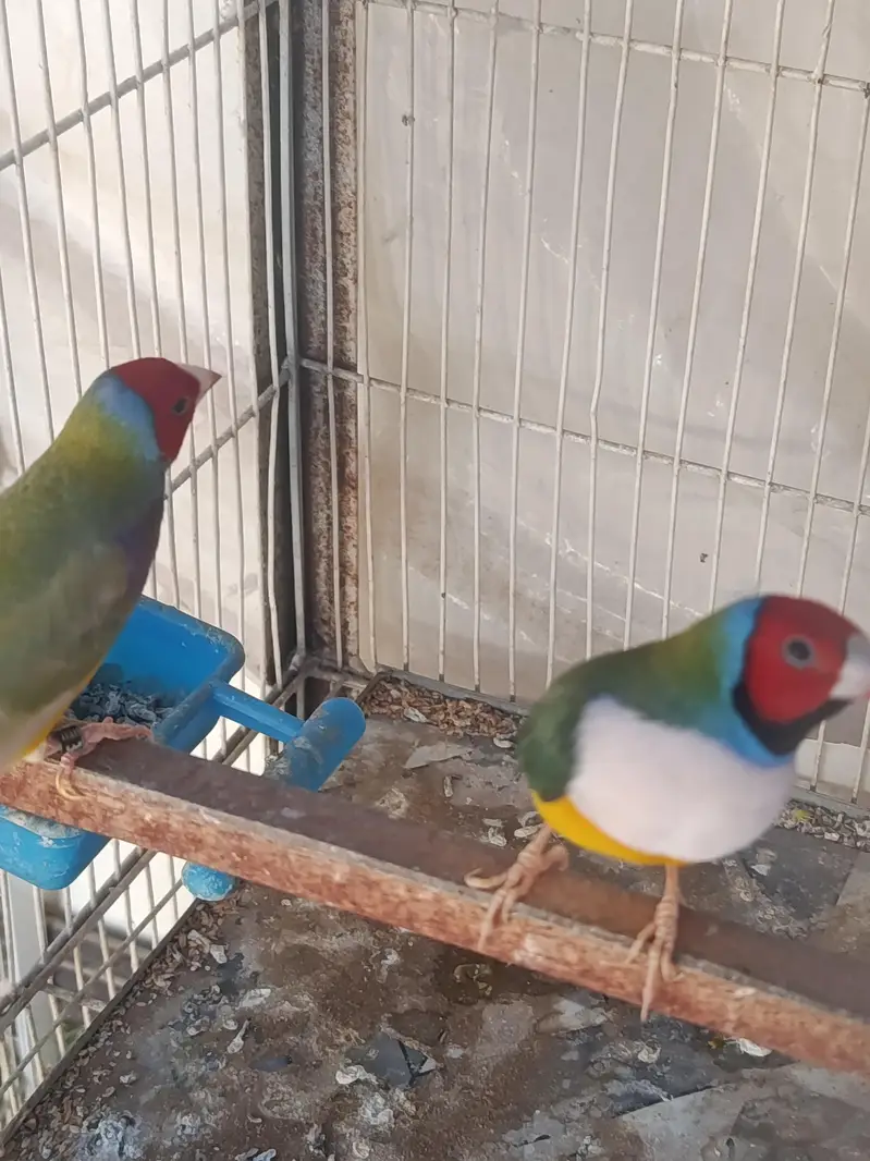 Gouldian / Shaft Tail / Banglese / Normal Finch / Fawn Jawa — photo 11
