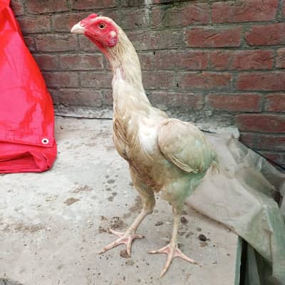 Shamo Cross White Heera Murgi | Healthy & Beautiful Bird