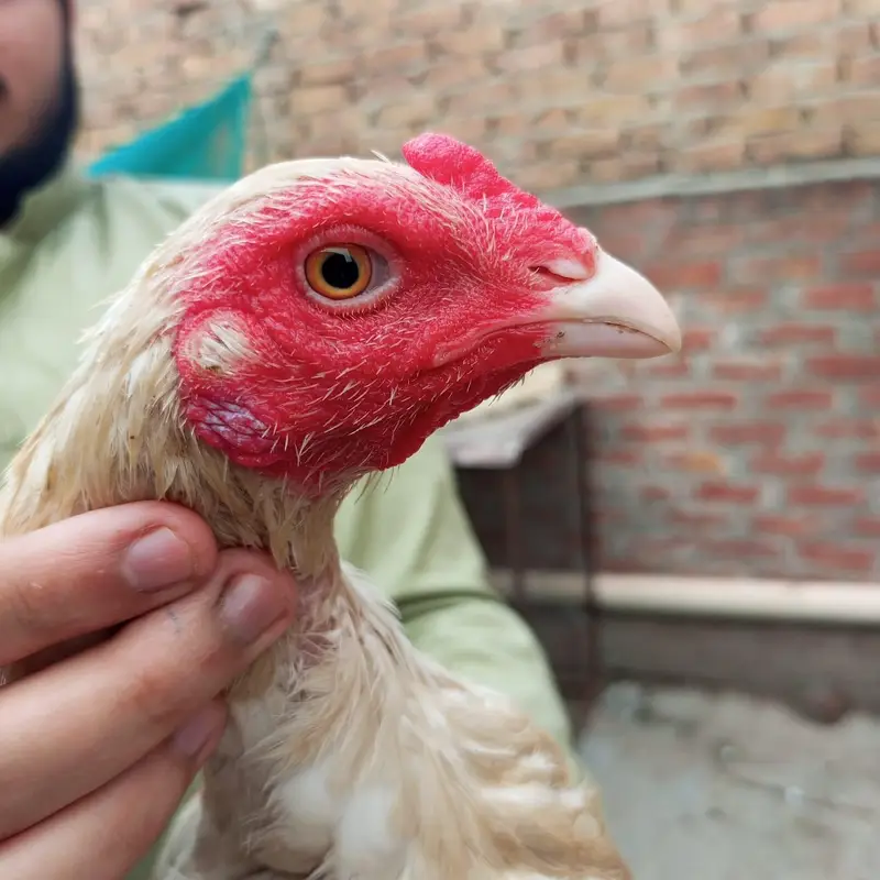Shamo Cross White Heera Murgi | Healthy & Beautiful Bird — photo 2