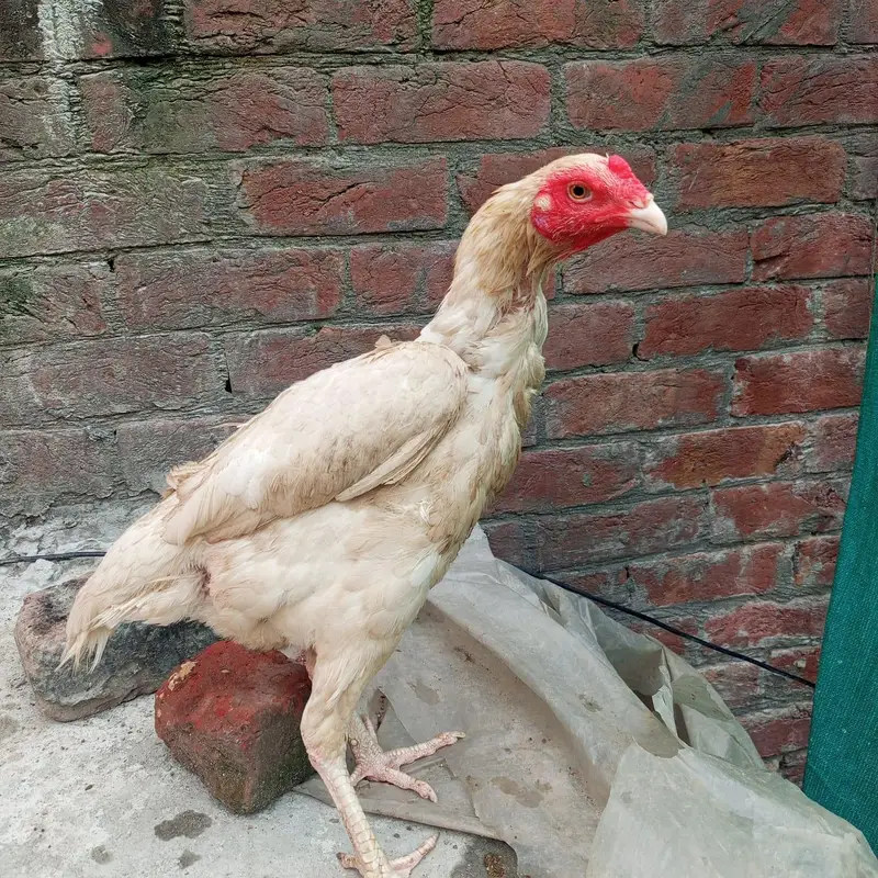 Shamo Cross White Heera Murgi | Healthy & Beautiful Bird — photo 3