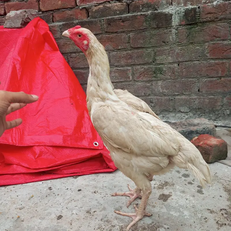 Shamo Cross White Heera Murgi | Healthy & Beautiful Bird — photo 4