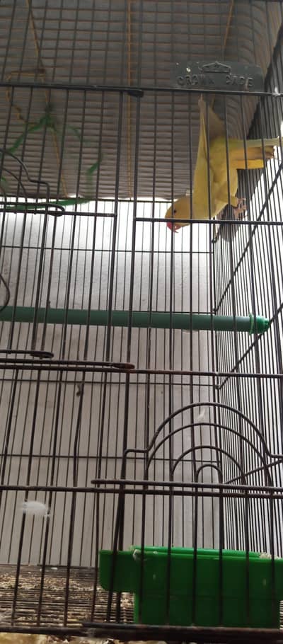 Yellow Ringneck young Male