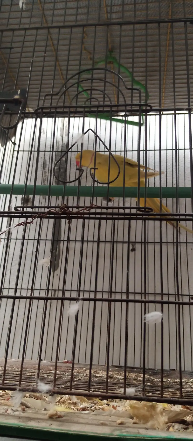 Yellow Ringneck young Male — photo 2