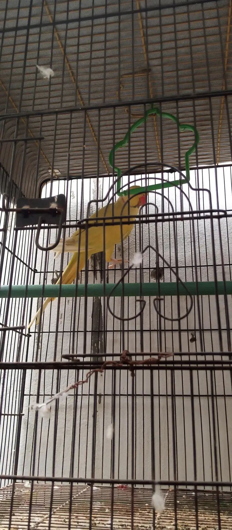 Yellow Ringneck young Male — photo 3