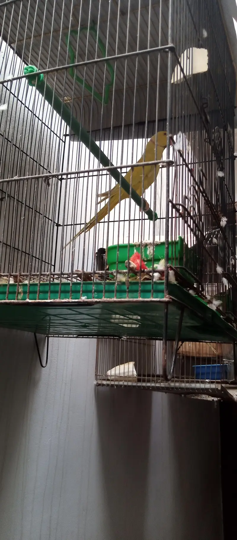 Yellow Ringneck young Male — photo 4