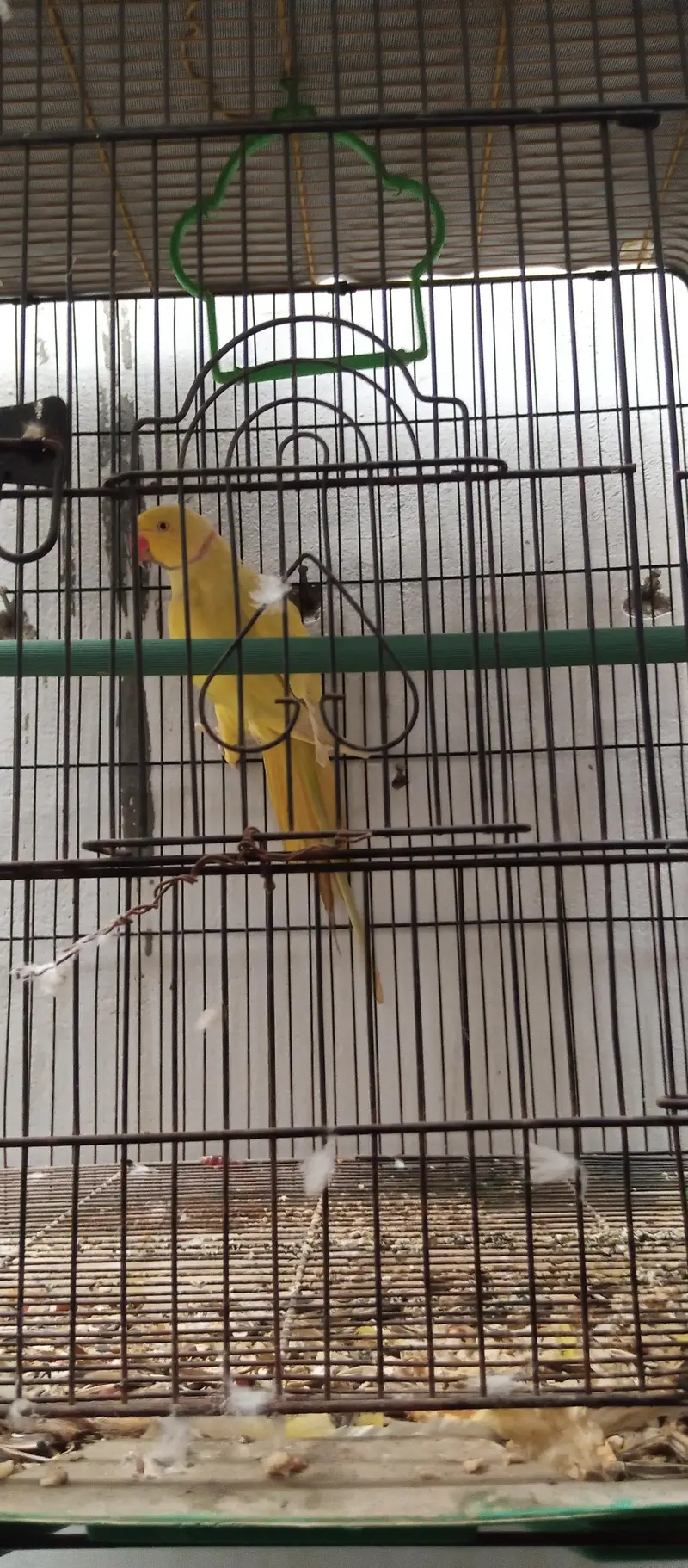 Yellow Ringneck young Male — photo 5