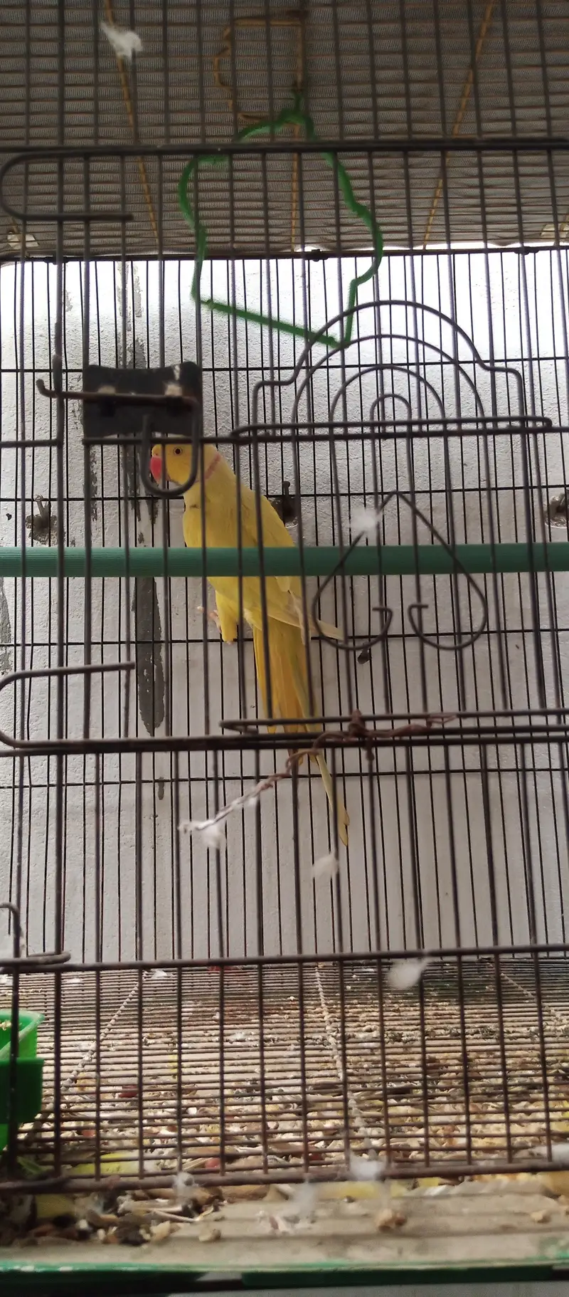 Yellow Ringneck young Male — photo 6