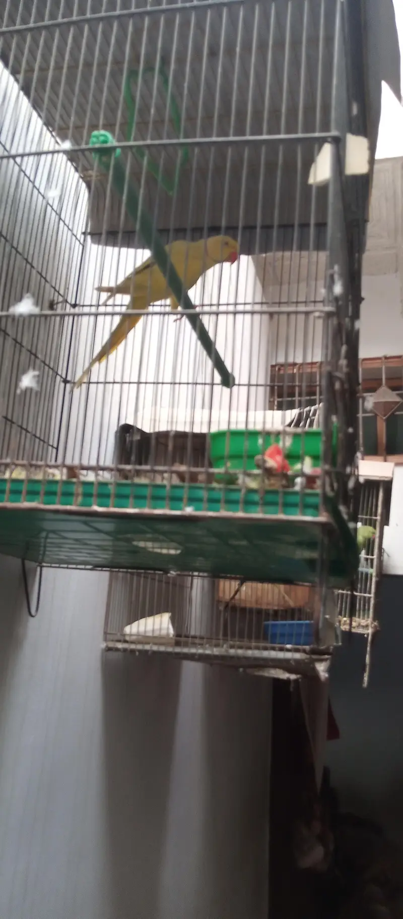 Yellow Ringneck young Male — photo 7