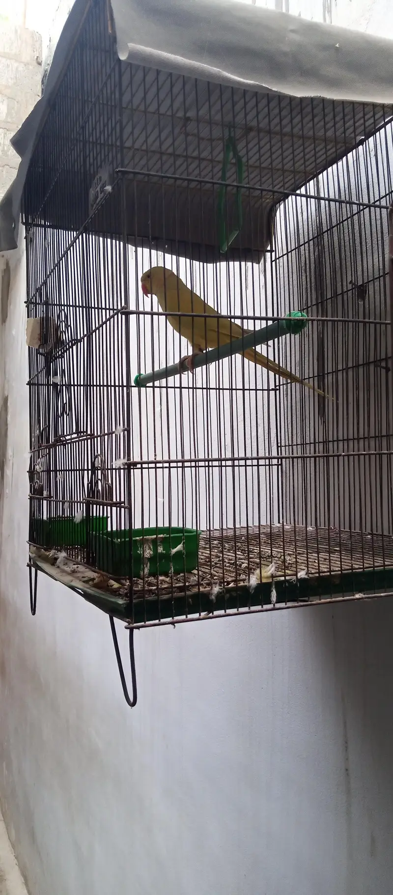 Yellow Ringneck young Male — photo 8