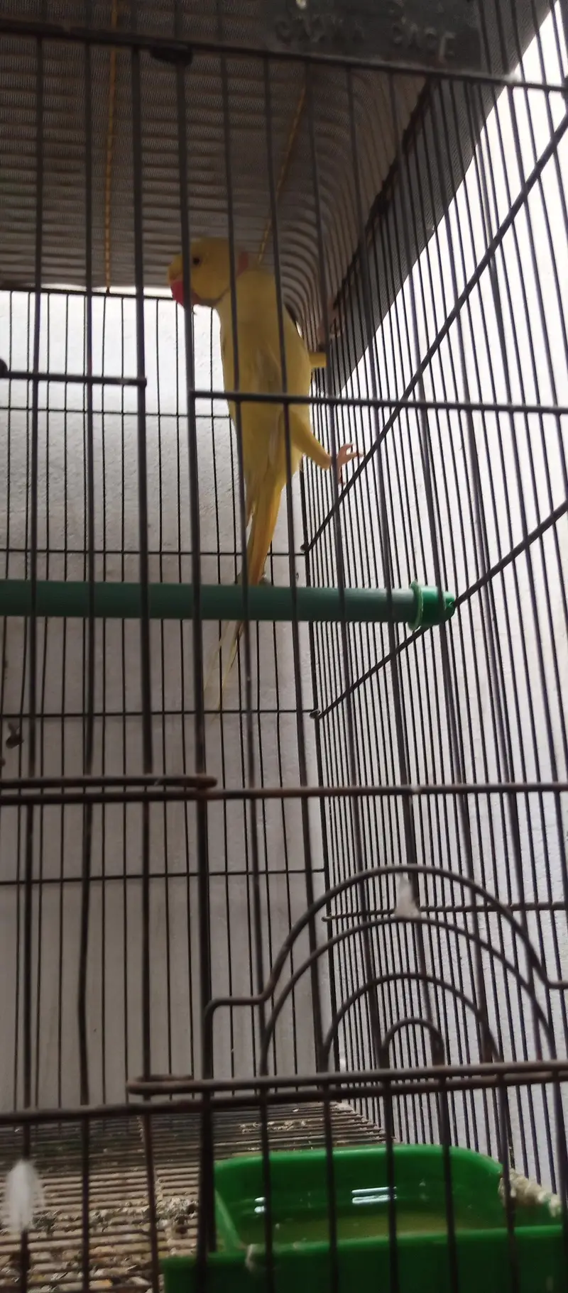 Yellow Ringneck young Male — photo 9
