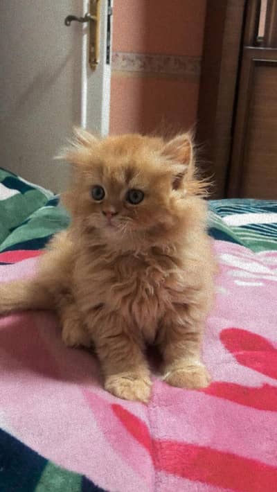 kitten for sale
