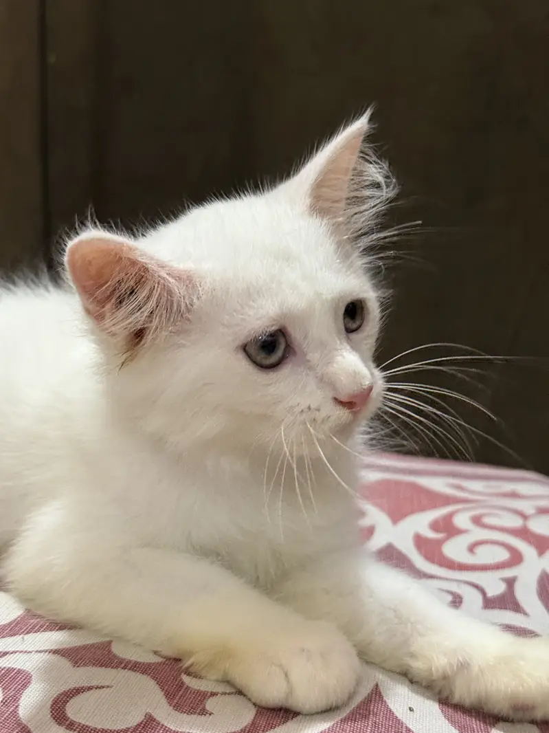 Pair Persian kittens 2.5month age triple coat — photo 3