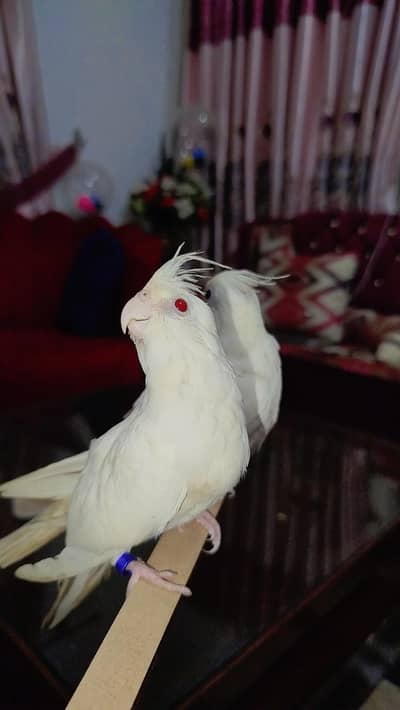 Quality Handtamed Cocktail Eno Red Eye Proper Tamed No Bite