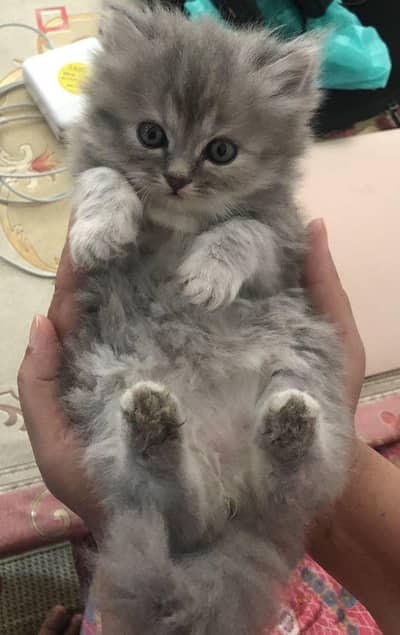 kitten for sale