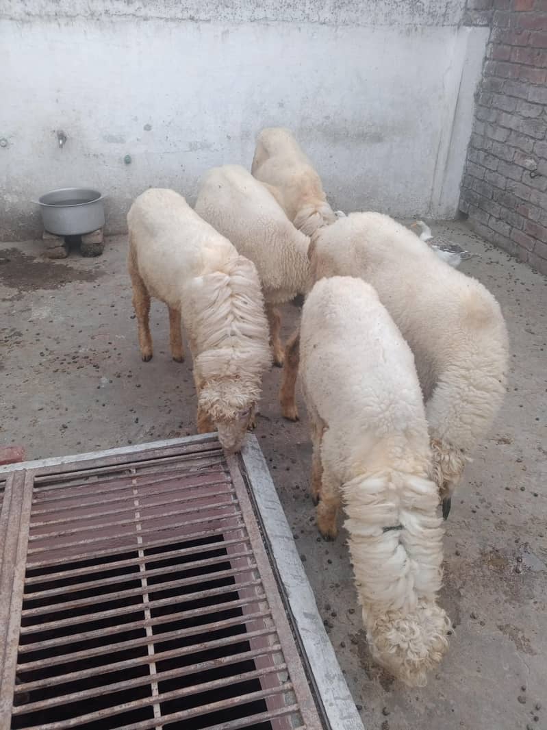 Bakra 0