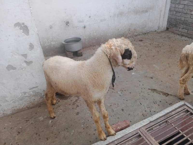 Bakra 1