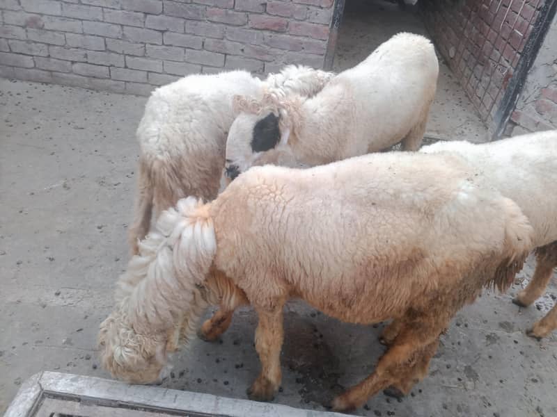 Bakra 2