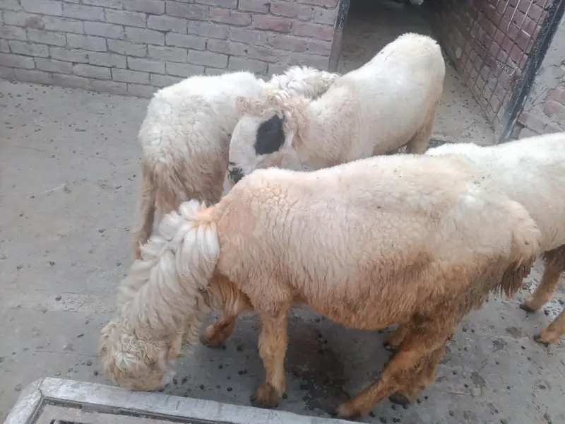 Bakra — photo 3