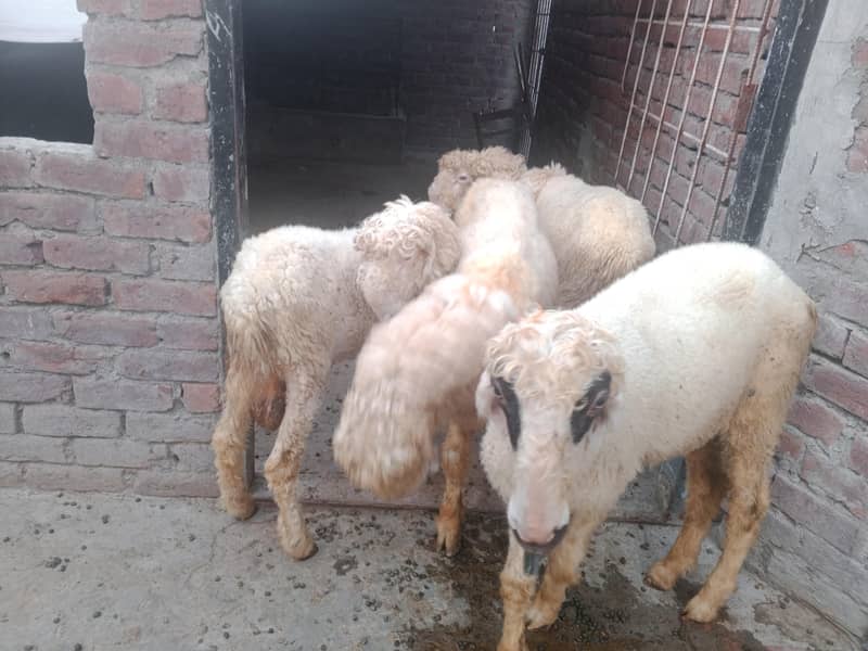 Bakra 3