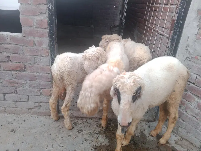 Bakra — photo 4