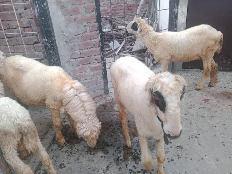 Bakra 4