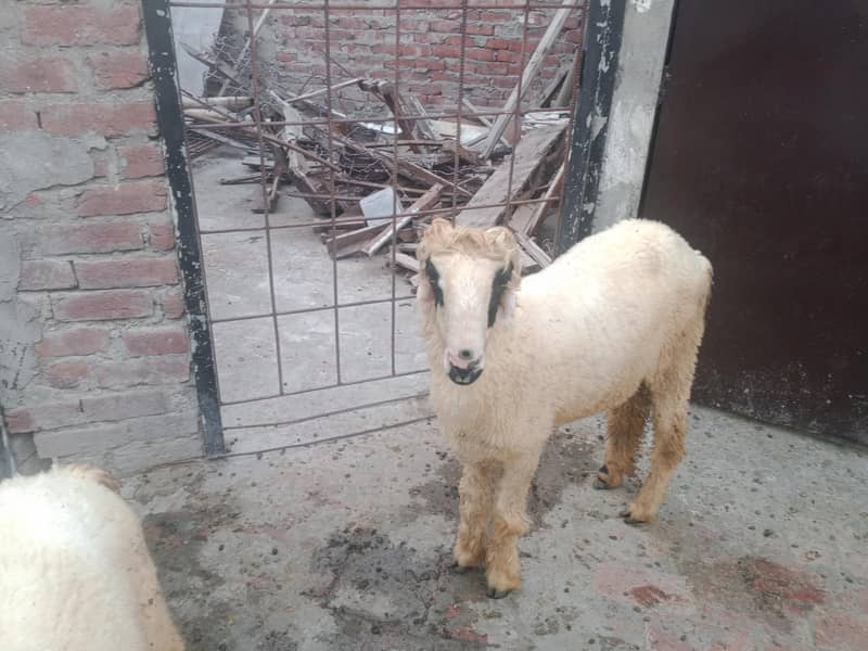 Bakra 5