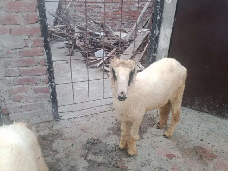 Bakra — photo 6