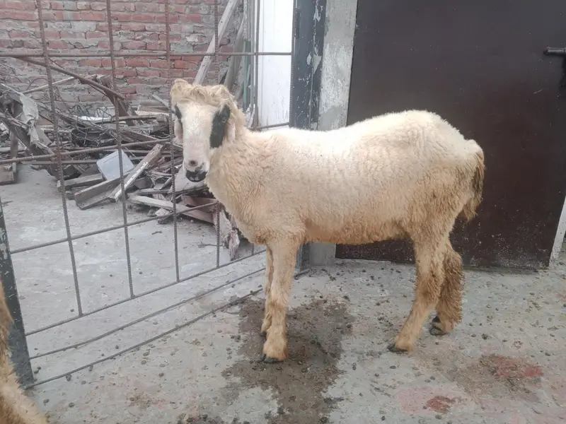 Bakra — photo 7