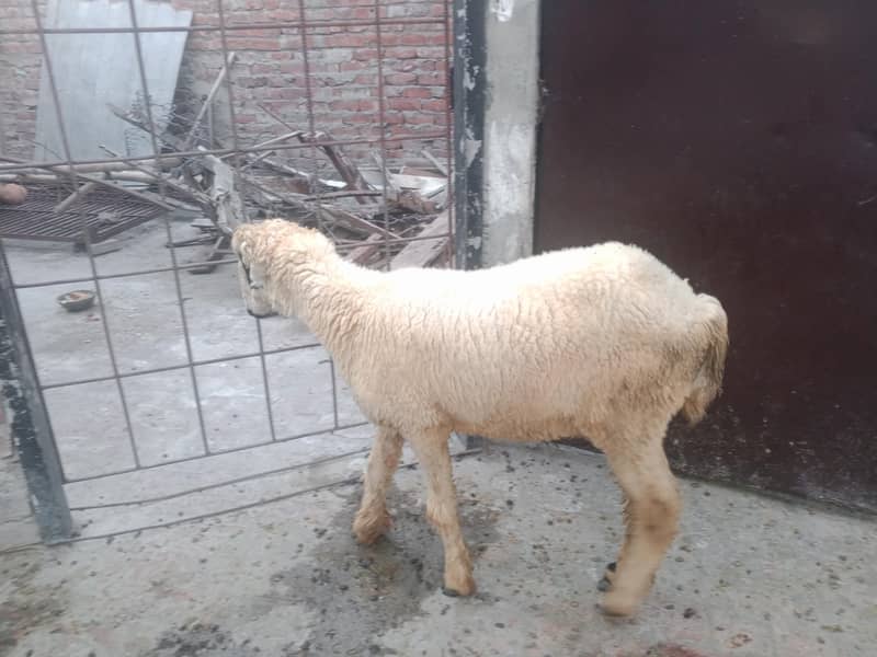 Bakra 7