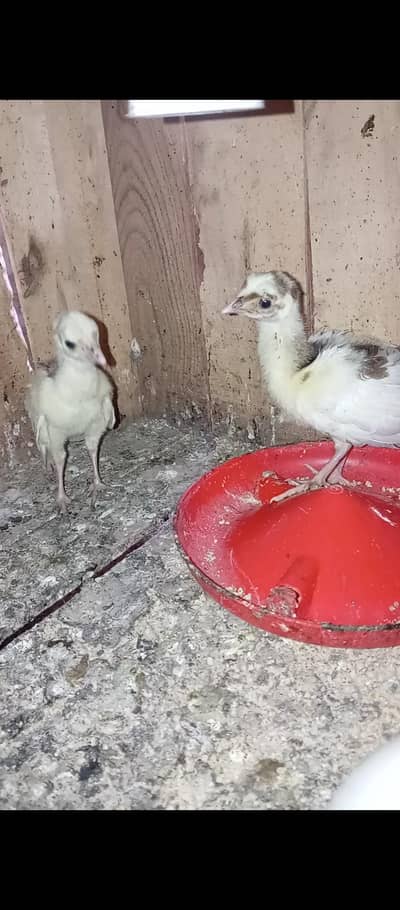 peacock chicks available for sale