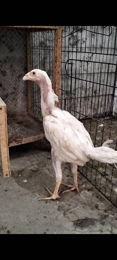 White Shamo Pathi For Sale
