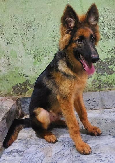 German Shepherd (GSD) Puppy for Sale – 4 Months Old