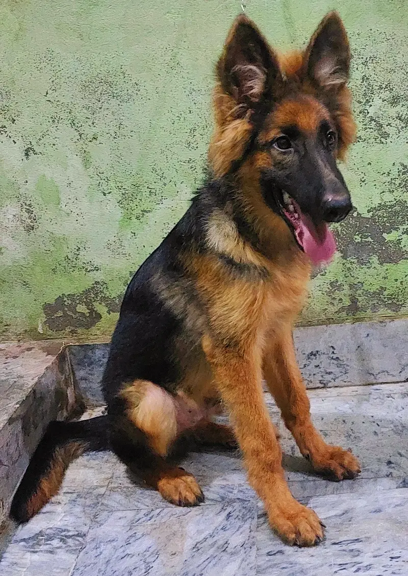 German Shepherd (GSD) Puppy for Sale – 4 Months Old — photo 2