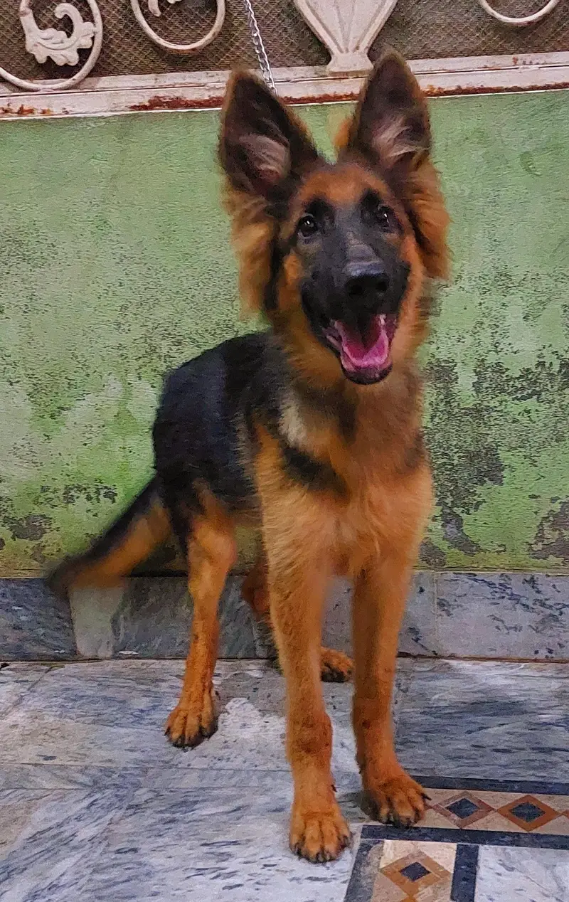 German Shepherd (GSD) Puppy for Sale – 4 Months Old — photo 3