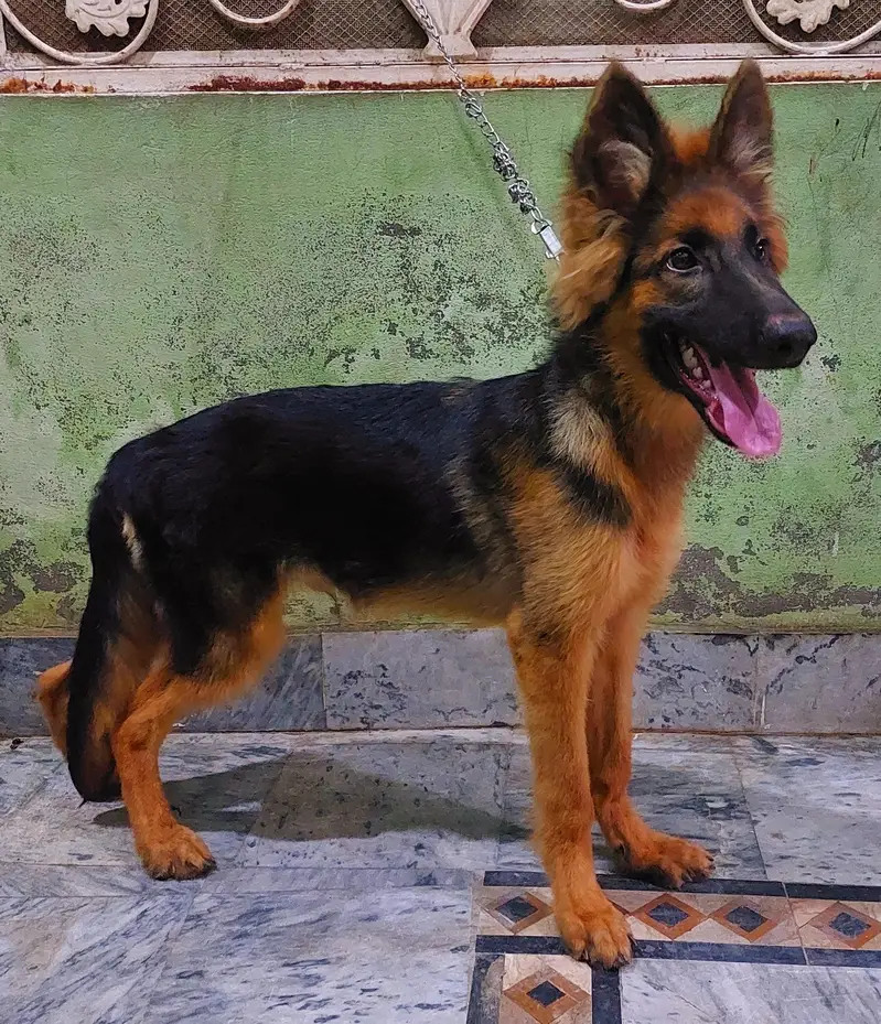German Shepherd (GSD) Puppy for Sale – 4 Months Old — photo 4