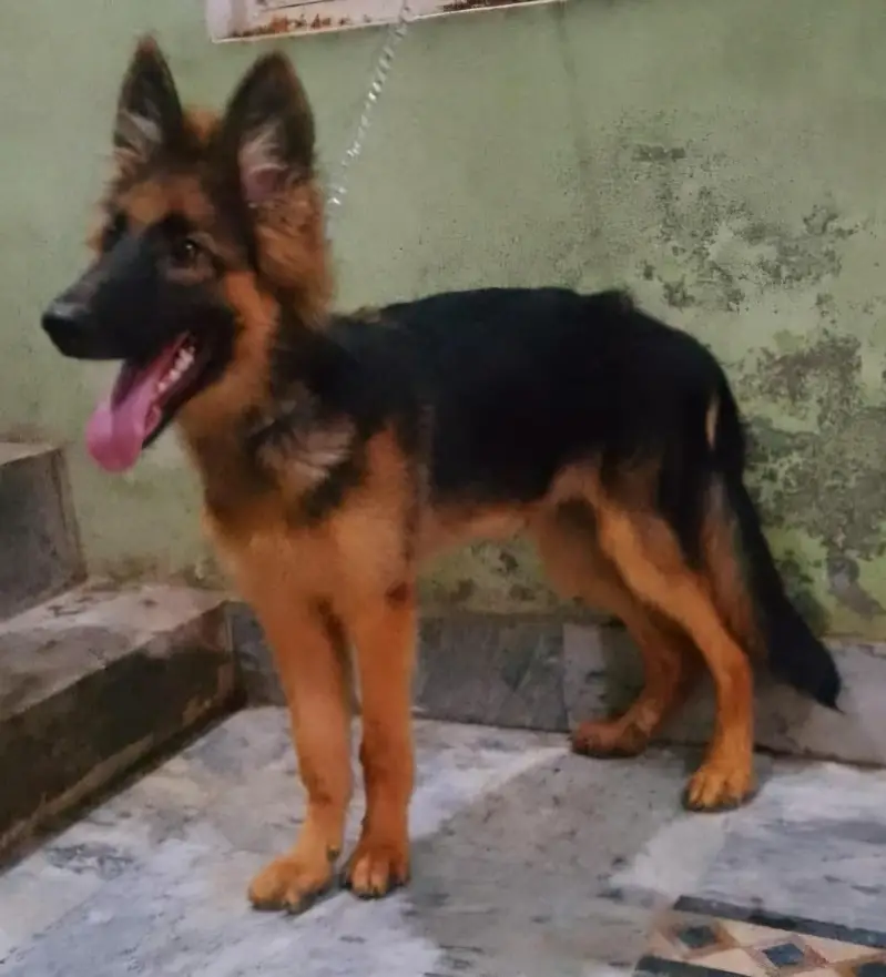 German Shepherd (GSD) Puppy for Sale – 4 Months Old — photo 5
