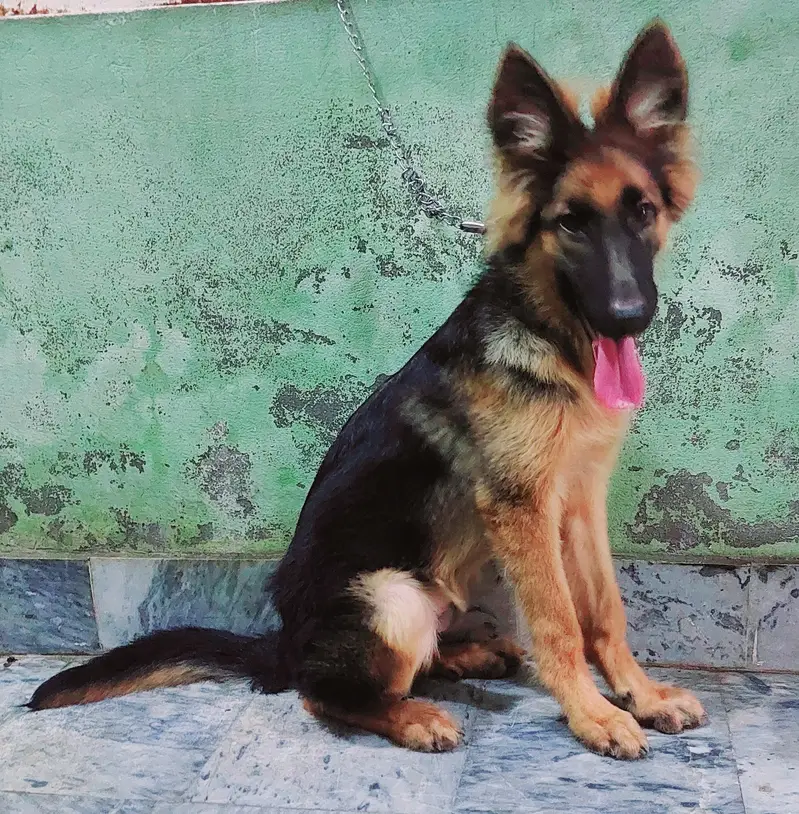 German Shepherd (GSD) Puppy for Sale – 4 Months Old — photo 6