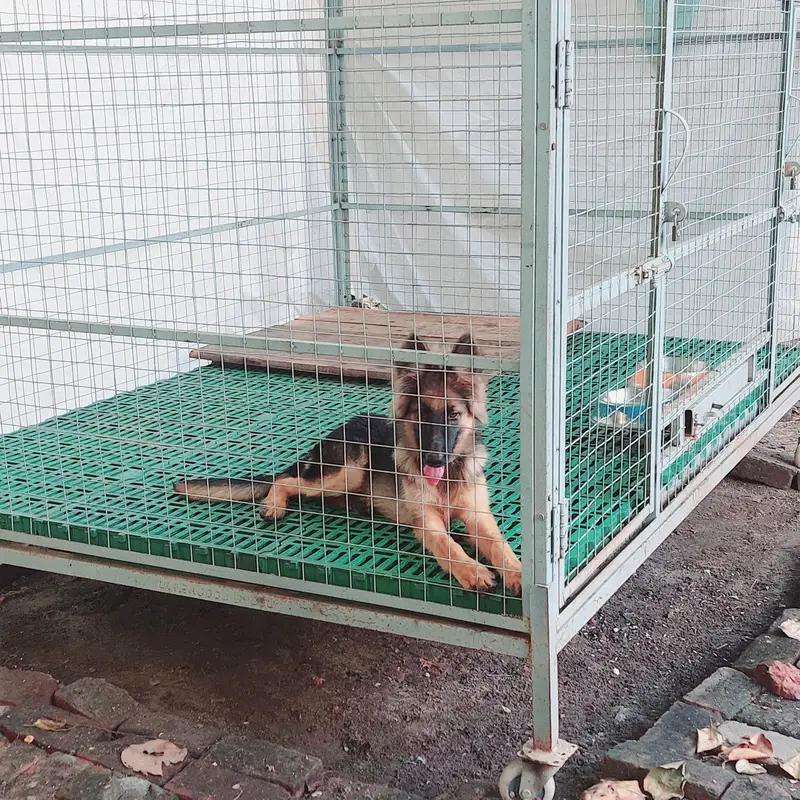 German Shepherd (GSD) Puppy for Sale – 4 Months Old — photo 7