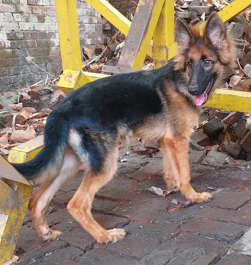 German Shepherd (GSD) Puppy for Sale – 4 Months Old — photo 8