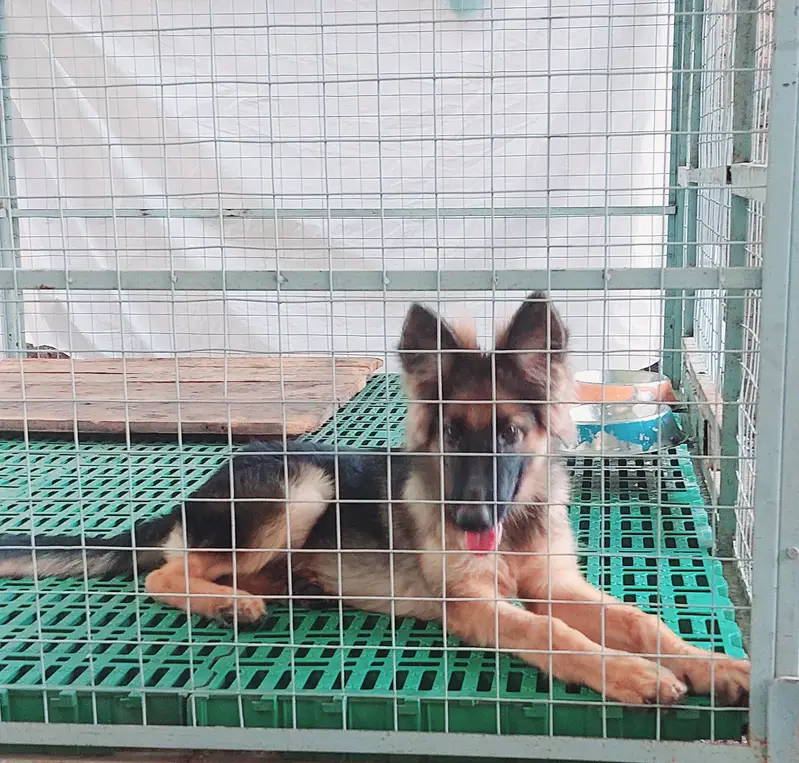German Shepherd (GSD) Puppy for Sale – 4 Months Old — photo 9