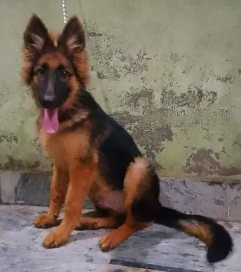 German Shepherd (GSD) Puppy for Sale – 4 Months Old — photo 10