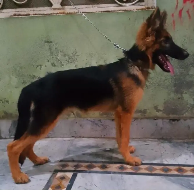 German Shepherd (GSD) Puppy for Sale – 4 Months Old — photo 11