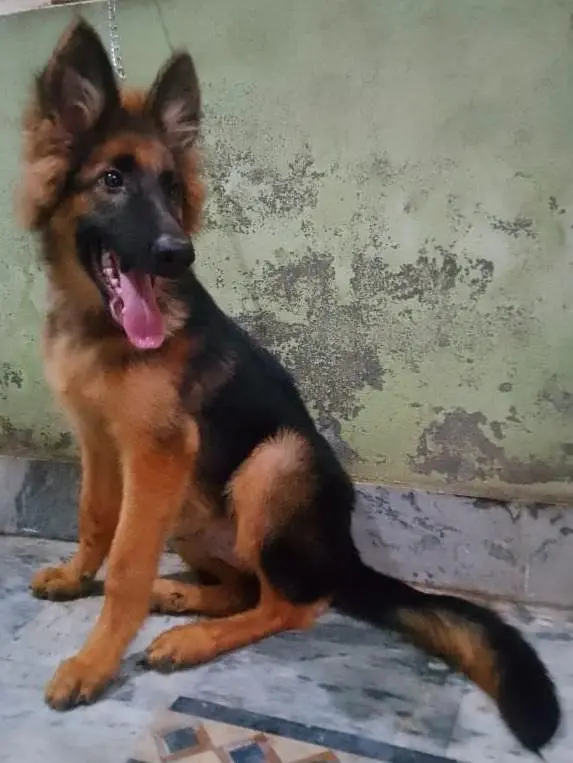 German Shepherd (GSD) Puppy for Sale – 4 Months Old — photo 12