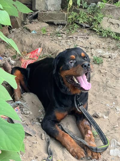 Rottweiler