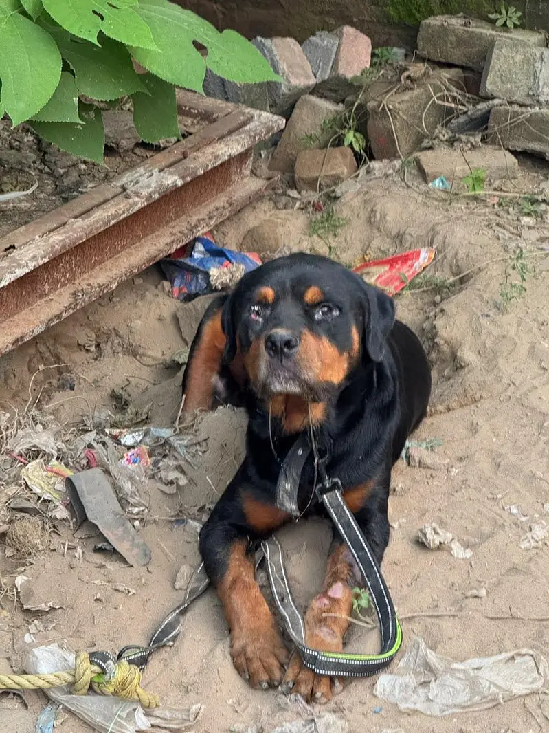 Rottweiler — photo 2