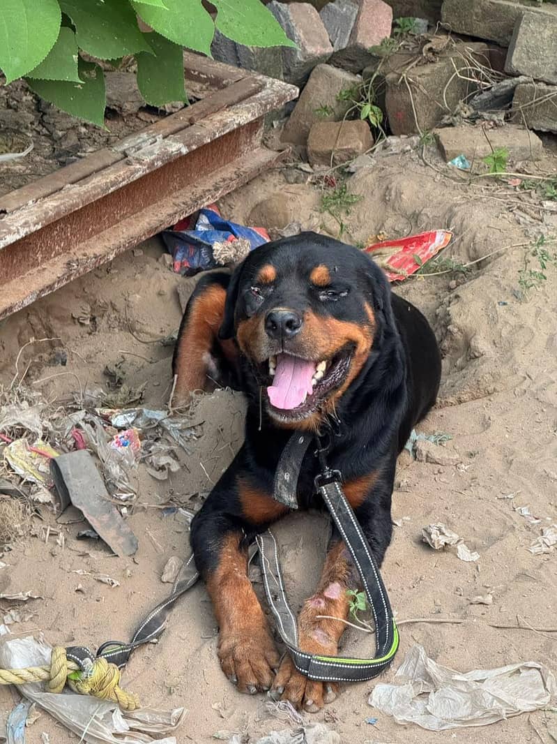 Rottweiler 2
